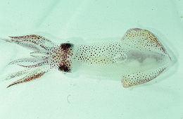 Image of Atlantic brief squid