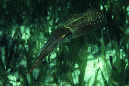 Image of Caribbean reef squid