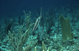 Image of Caribbean reef squid