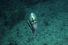 Image of Caribbean reef squid