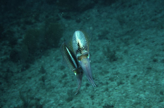 Image de Calmar de récif des Caraïbes