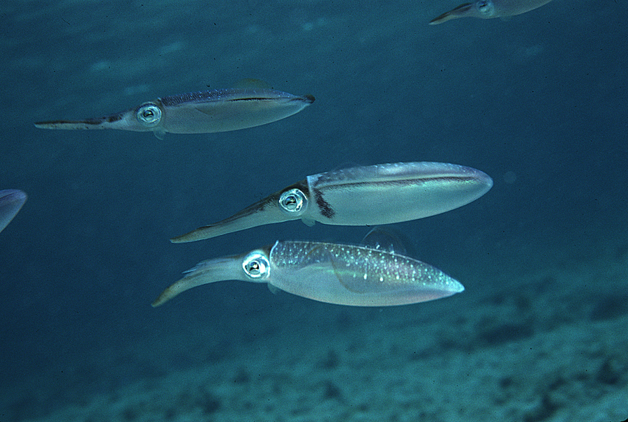 Image of Caribbean reef squid