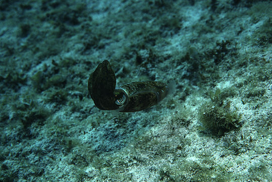 Image de Calmar de récif des Caraïbes