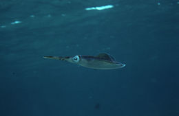 Image of Caribbean reef squid