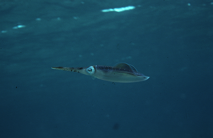 Image de Calmar de récif des Caraïbes