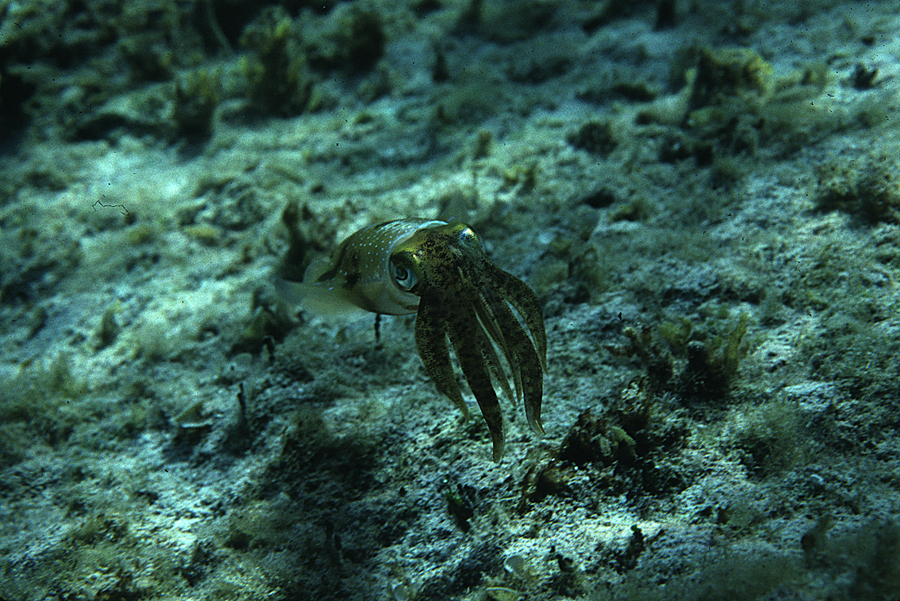 Image of Caribbean reef squid