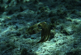 Image of Caribbean reef squid