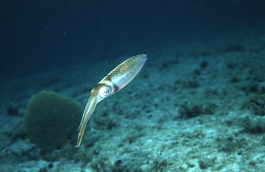 Image of Caribbean reef squid