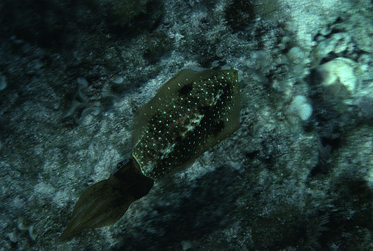 Image of Caribbean reef squid