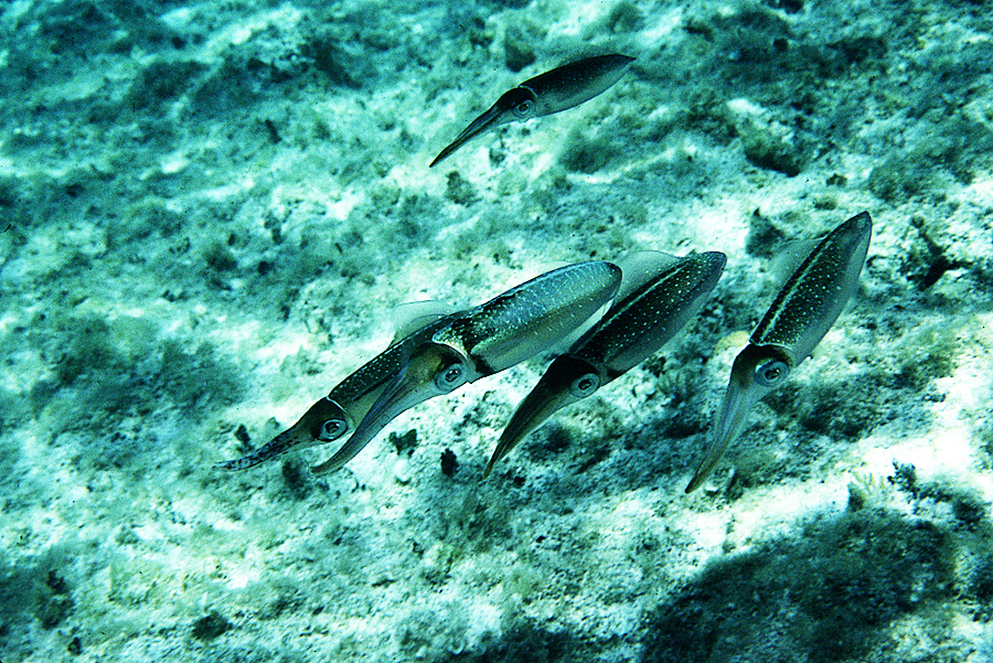 Image of Caribbean reef squid