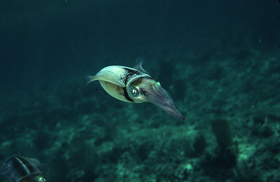 Image de Calmar de récif des Caraïbes