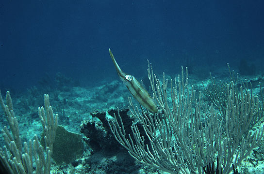 Image de Calmar de récif des Caraïbes