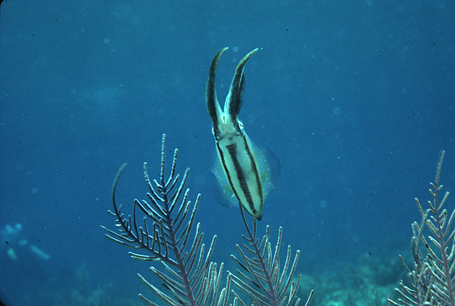 Image de Calmar de récif des Caraïbes