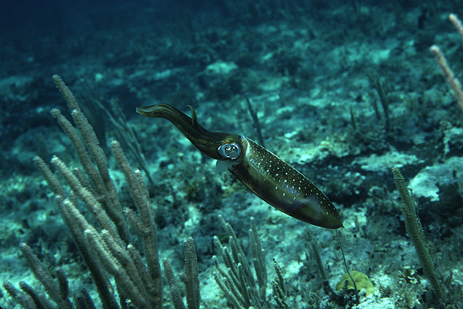 Image of Caribbean reef squid