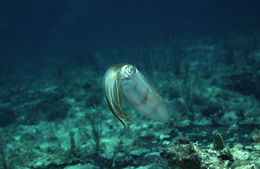 Image of Caribbean reef squid