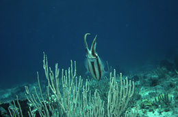 Image of Caribbean reef squid