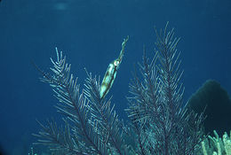 Image of Caribbean reef squid