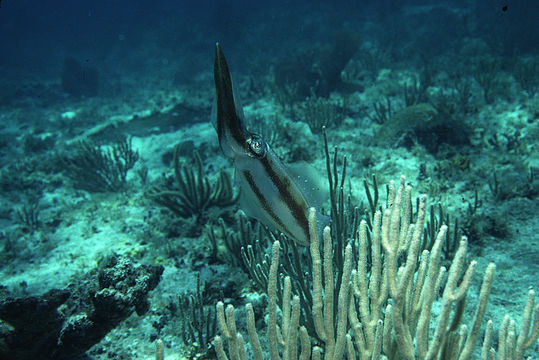 Image of Caribbean reef squid