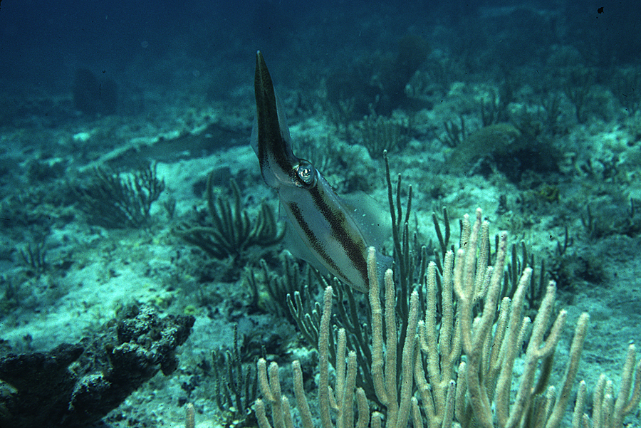 Image de Calmar de récif des Caraïbes