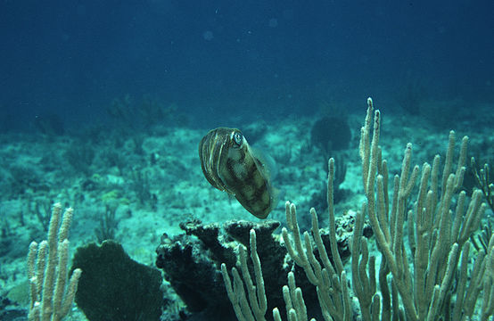 Image of Caribbean reef squid