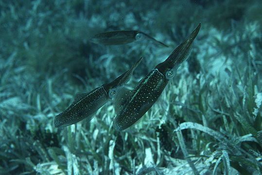 Image de Calmar de récif des Caraïbes