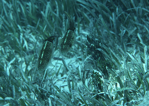 Image de Calmar de récif des Caraïbes