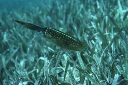 Image of Caribbean reef squid