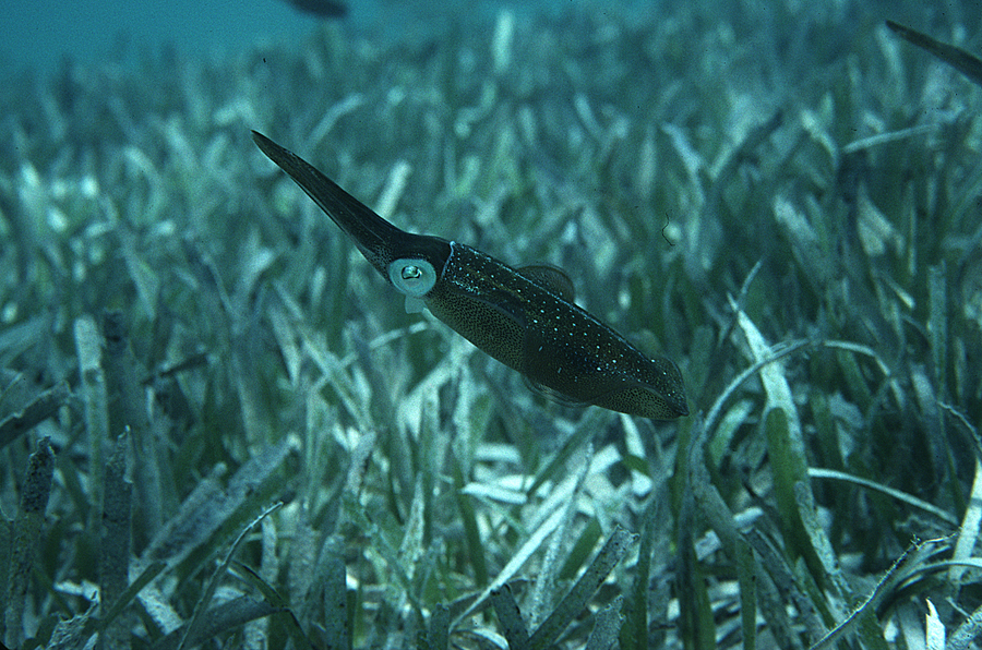 Image of Caribbean reef squid