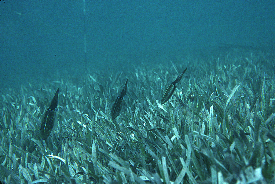 Image of Caribbean reef squid