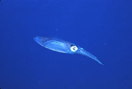 Image of Caribbean reef squid