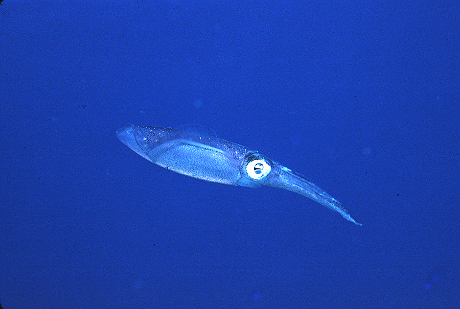 Image of Caribbean reef squid