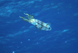 Image of Caribbean reef squid