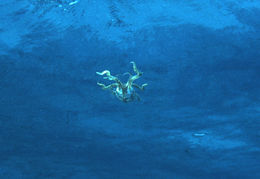 Image of Caribbean reef squid