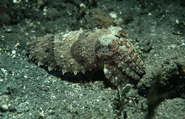 Image de Sepia aculeata Van Hasselt