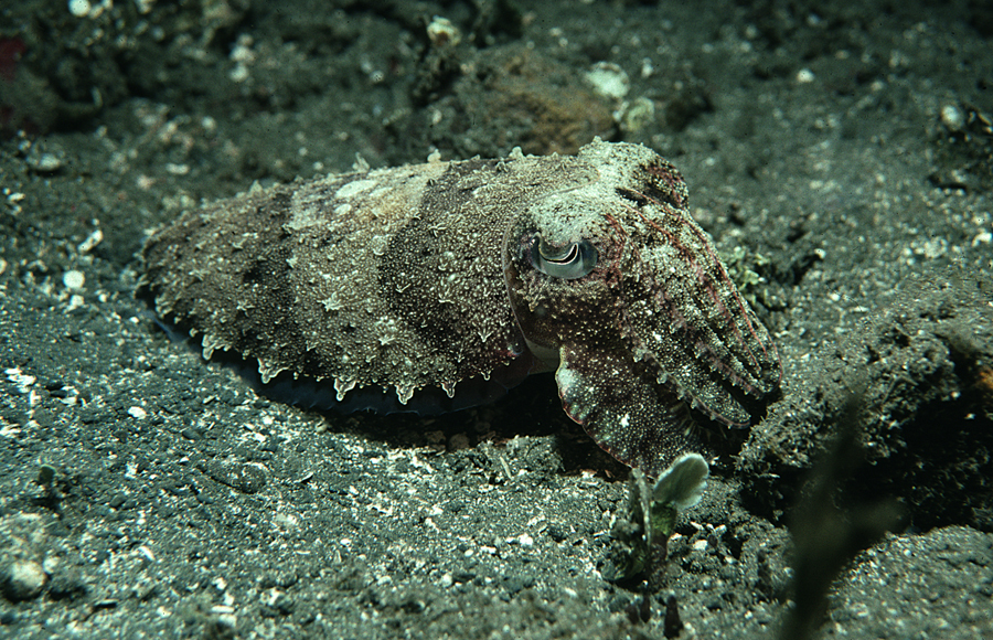 Image de Sepia aculeata Van Hasselt