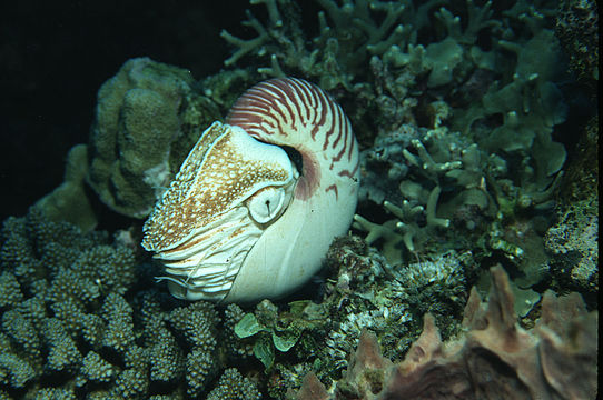 Image of chambered nautilus