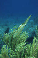 Image of Caribbean reef squid