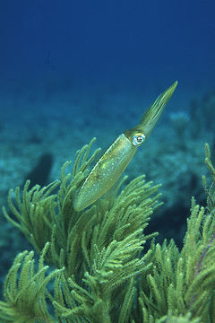 Image de Calmar de récif des Caraïbes