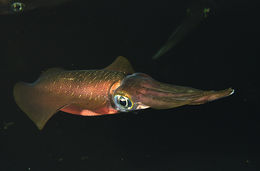 Image of bigfin reef squid