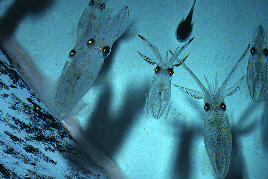 Image of Atlantic brief squid