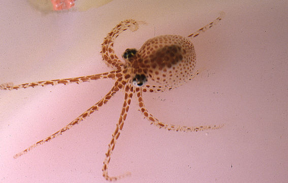 Image of Joubin's octopus