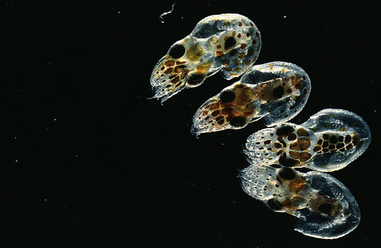 Image of <i>Octopus burryi</i>