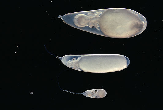 Image of California two-spot octopus