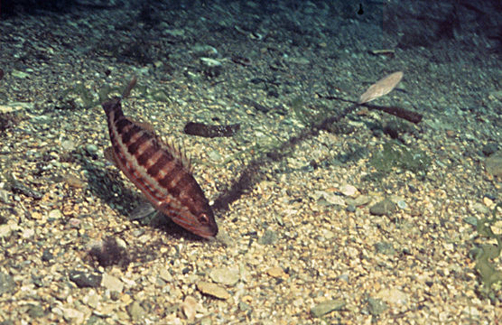 Image of Common Cuttlefish