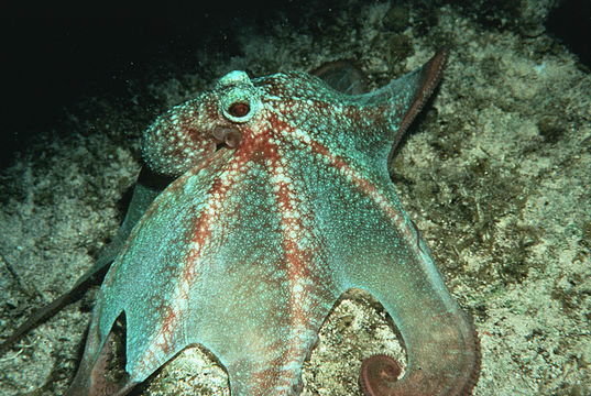 Image of Caribbean reef octopus