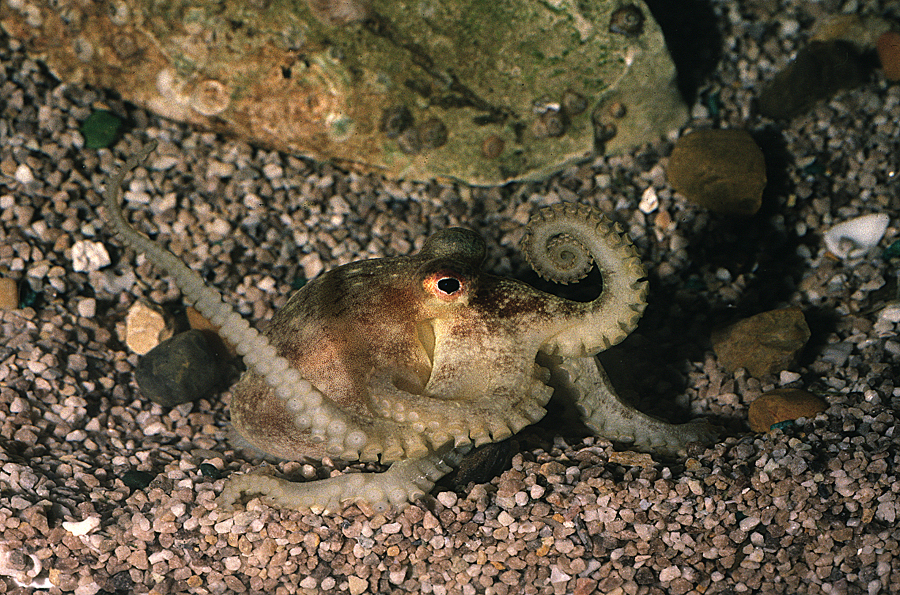 Image of <i>Octopus digueti</i>