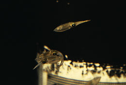 Image of bigfin reef squid