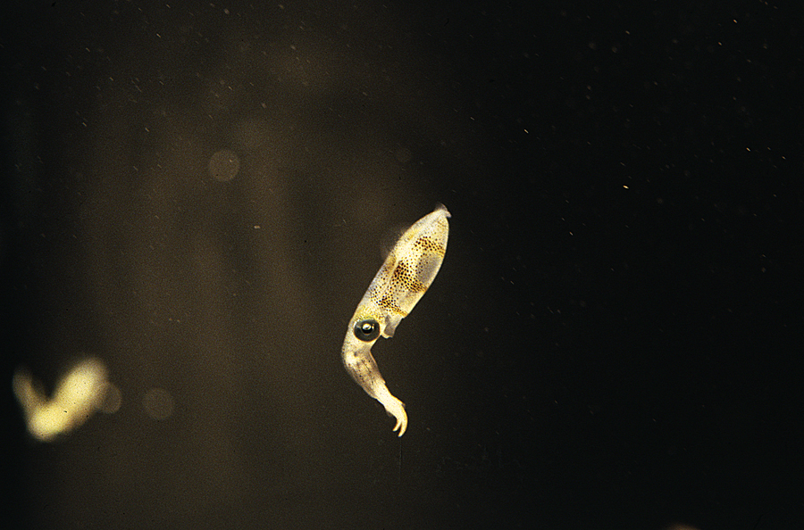 Image of bigfin reef squid