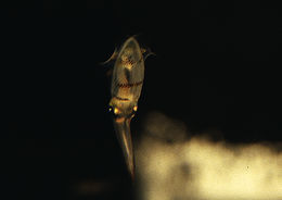 Image of bigfin reef squid