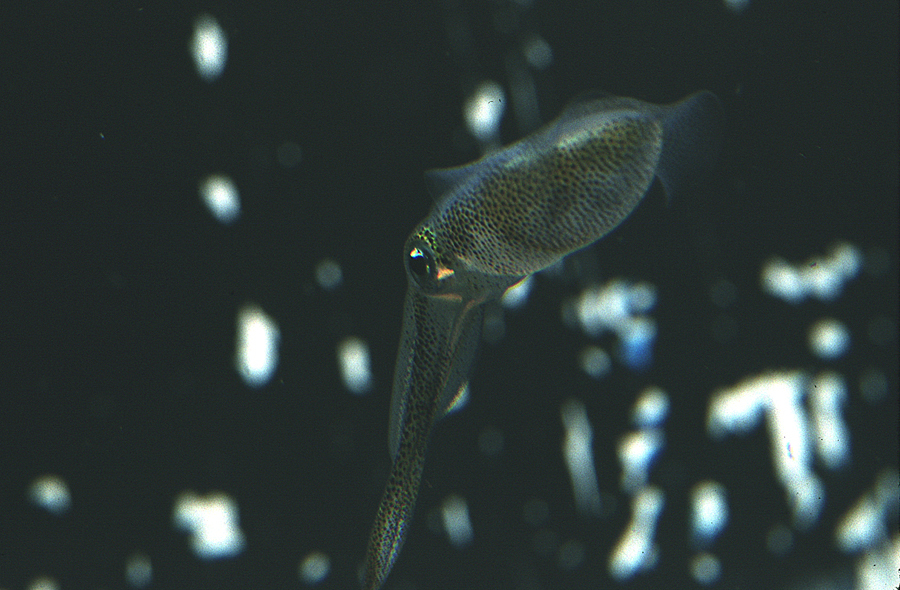 Image of bigfin reef squid